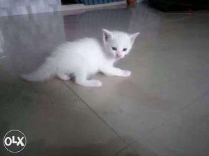Persian white male kitten of 1 month