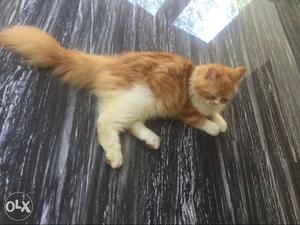 Persion long hair 6 month old cute cat with cage (near