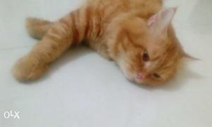 Punch face Cat Male for Matting..free Condition