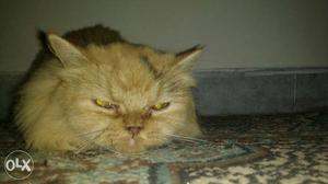 Pure, Light brown Persian Cat