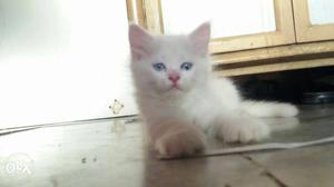 Pure Persian Kitten Black and White Male norm