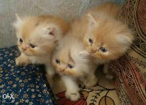 Pure bread persian kittens one month 10 dayes old