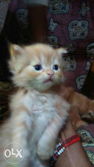 Pure breed Persian kittens available with us pure