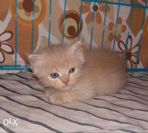 Pure persian male kitten home breed very active