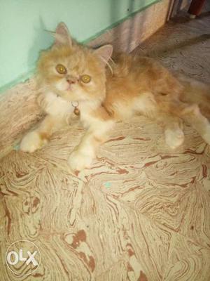 Sales in 3 month persian cat.r u interested call.its male
