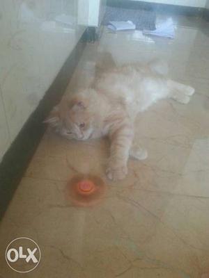 Sell my parsihan cat six month old