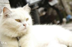Semy punch persian cat male and female for urgent