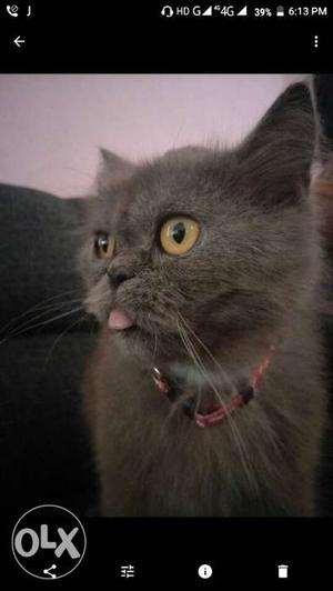 Short-coated Gray Tabby Cat Screenshot