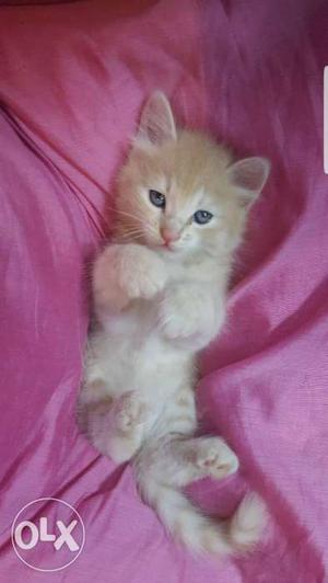 Shorthair tabby kitten for sale. 2months old male.