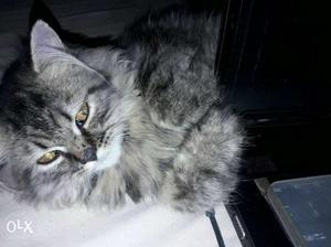 Silver pershian Cat