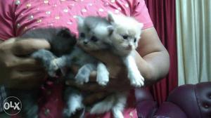 Three Long-fur Kittens each rs
