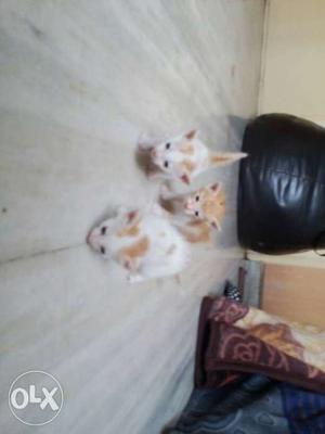 Three White-and-orange Aegean Kittens