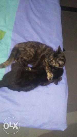 Tow Brown And Black Tabby Kittens