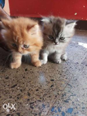 Two Brown And Orange Tabby Kitten