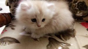 Two Months Old, Persian Cats.