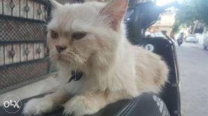 Urgent sale pure persian breed doll face play