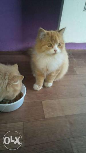 Urgent sell male female persian cats for 
