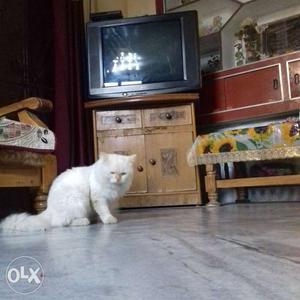 Very active cat..female persian cat...1 and 6