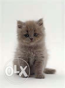 Very pretty persian kittens available in aligarh