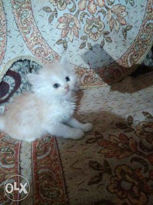 Want to sell my very cute Persian kitten male 1 month seven