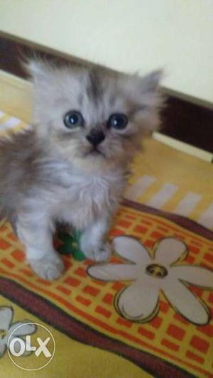 White And Gray Coated Cat,female 40days