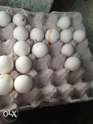 White Eggs Lot