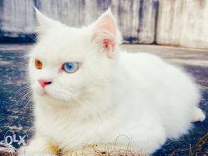 White Persian Cat male