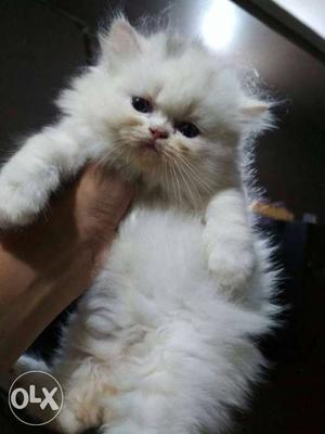 White Persian Kitten for sale in Mumbai