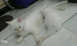 White female persian cat with pure light blue eyes