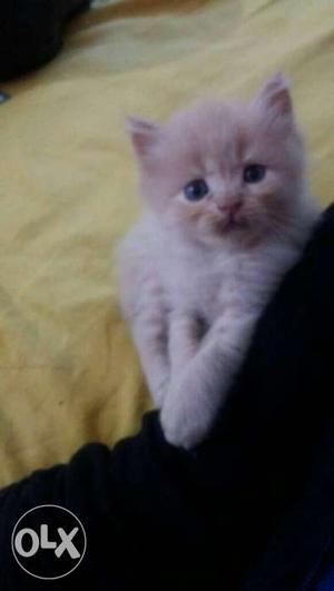White kittens available anyone interested inbox me
