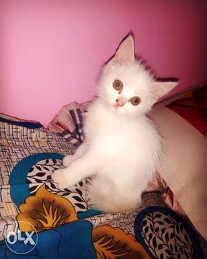 White persian cat... healthy and active