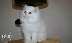 White semi punch persian kitten female trained