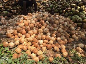 Coconut for sale per kg ₹46/-