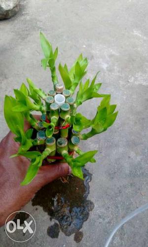 Green Bamboo Plant