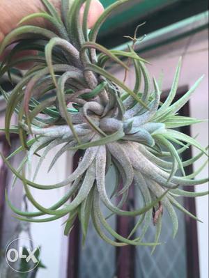 Green Pineapple Plants