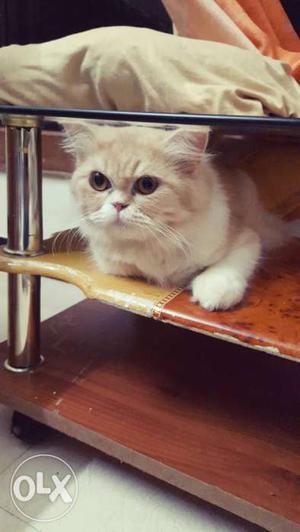 10 months old persian cat