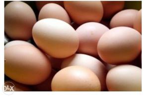 100% original Natu Kodi eggs available. Organic eggs.