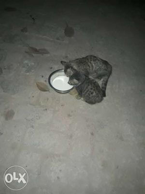 2 kitten very sweet