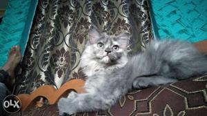 2 month old persian female kitten for sale in navimumbai