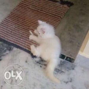 2 months old pure persian cat very cute,male