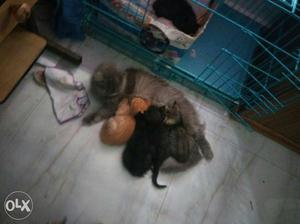 6 week old semi persian kittens for sale 500 each