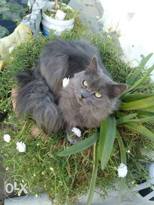 8 months old female Long fur Russian Blue Persian
