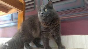 Ash persian cat