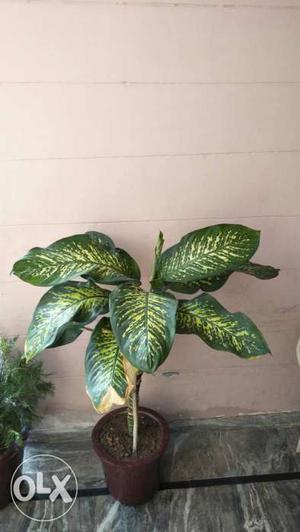 Bigger leaves green plant it good looks in house