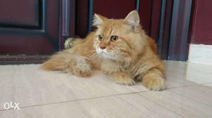 Brown persian cat