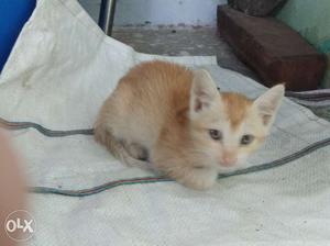Cat 3 months