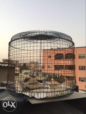 Cylindrical Black Metal Wire Cage