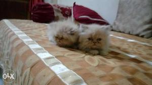 Excellent homebred punch face Persian kitten