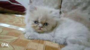 Excellent quality homebred punchface Persian