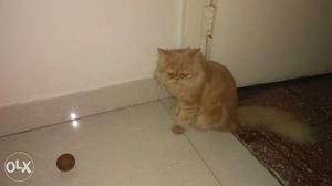 Female kitten available 4 months old punch face